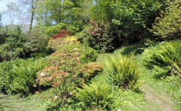 Azaleas in Bog Garden