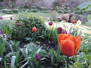 Burnt Sugar tulip