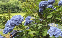 Good blue hydrangea