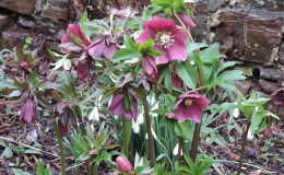 Hellebores Hellebores