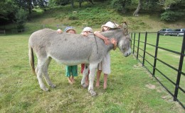 IMG_1827 IMG_1827