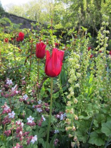 Tulip Red Shine