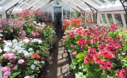 geraniums in greenhouse