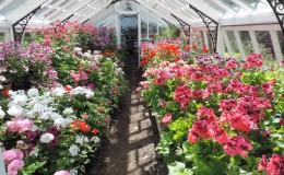geraniums in greenhouse geraniums in greenhouse