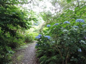 Hydrangeas in happier times