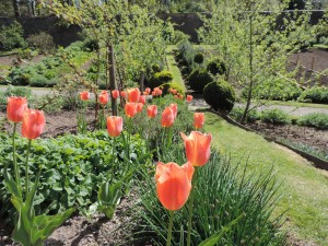 Stunning Apricot Tulips