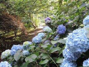 2016 hydrangeas 2