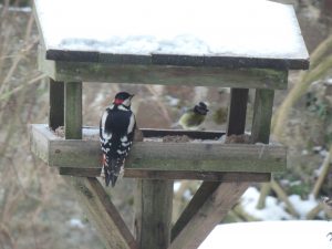 Woodpecker