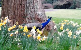 Inquisitive peacock!