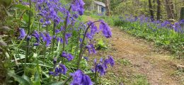 Bluebells and summerhouse