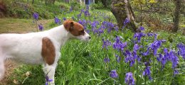 Mousie and bluebells