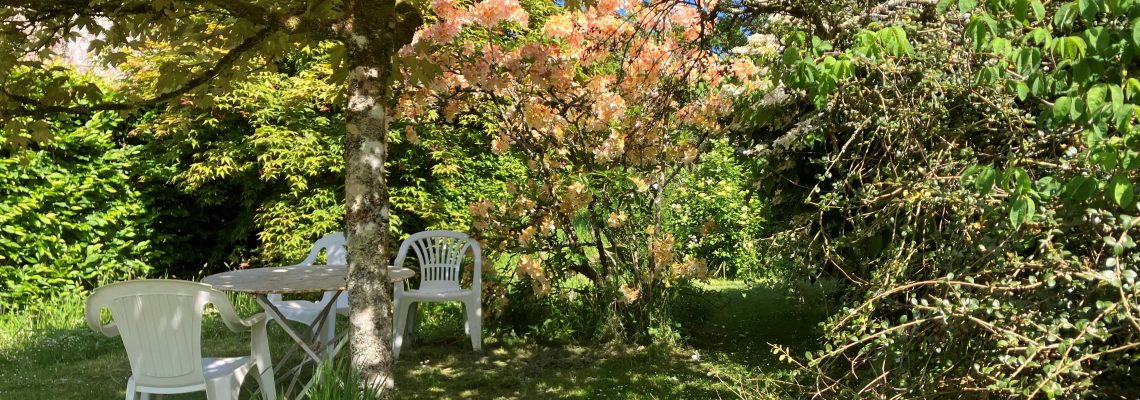 Affeton azalea May 25