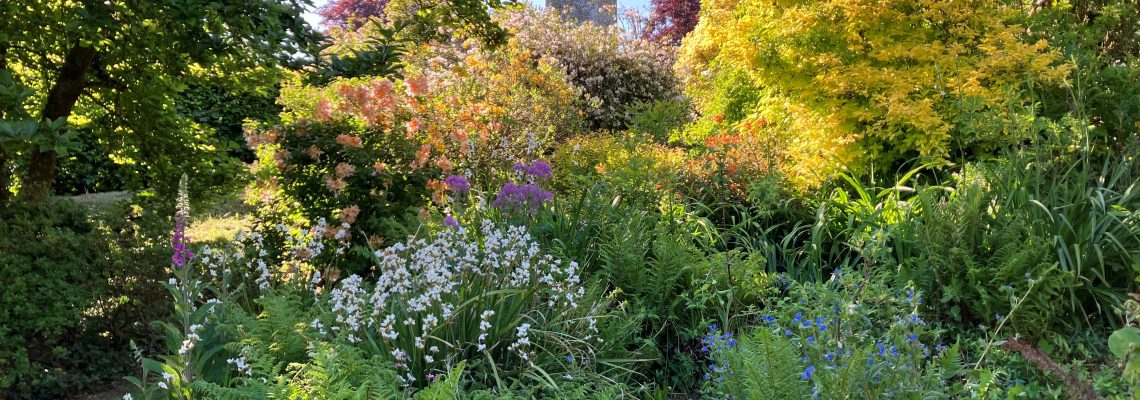 Affeton garden May 25